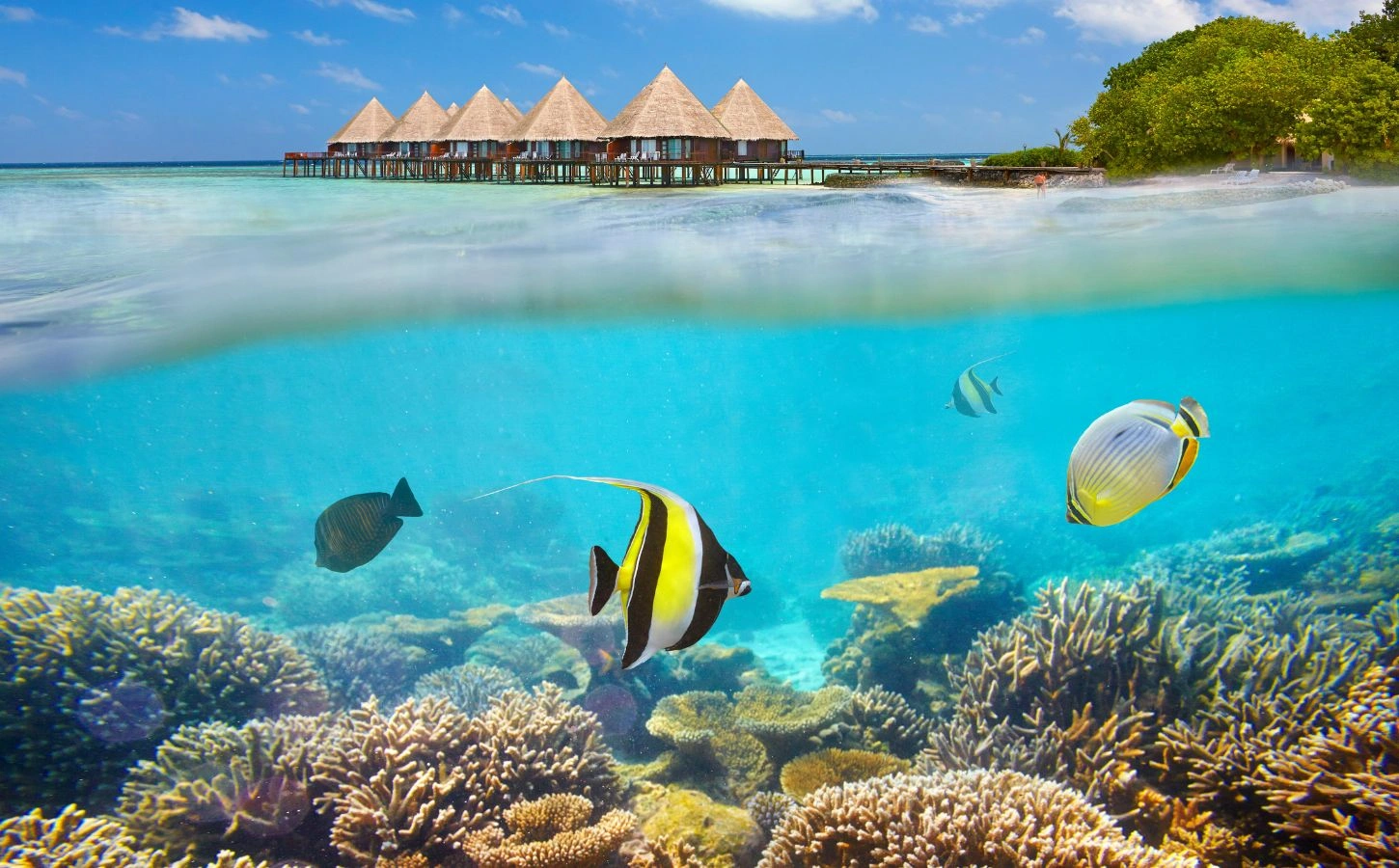 Coral Reefs