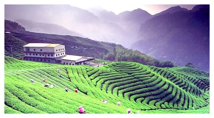 Kausani Tea Estate