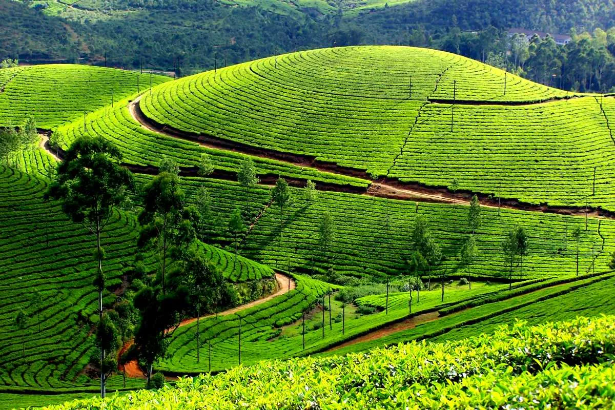 Tea Gardens Munnar