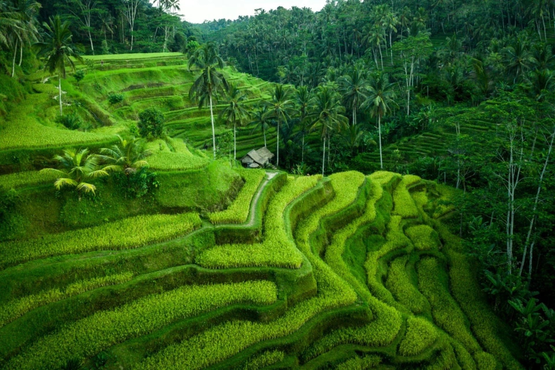 Tegallalang